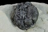 Wide, Enrolled Eldredgeops Trilobite With Brachs - Ohio #133585-3